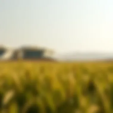Magnificent Exploring the Wheatfields of Al Ghadeer: An Insight into Dubai’s Real Estate Landscape Magnificent Exploring the Wheatfields of Al Ghadeer: An Insight into Dubai’s Real Estate Landscape