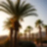 Desert Palm: A Comprehensive Exploration of its Landscape and Significance Introduction