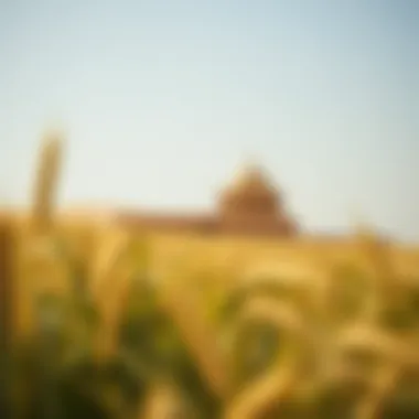Notable Exploring the Wheatfields of Al Ghadeer: An Insight into Dubai’s Real Estate Landscape Notable Exploring the Wheatfields of Al Ghadeer: An Insight into Dubai’s Real Estate Landscape