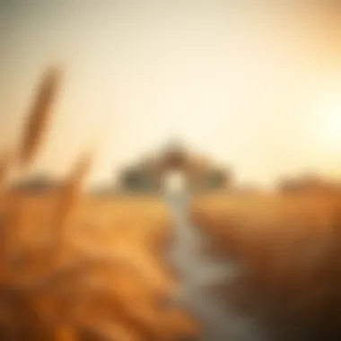 Exploring the Wheatfields of Al Ghadeer: An Insight into Dubai’s Real Estate Landscape Summary Exploring the Wheatfields of Al Ghadeer: An Insight into Dubai’s Real Estate Landscape Summary